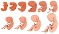 مراحل تطور الجنين أسبوعياً