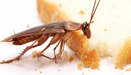 ما هي الحشرات الضارة والحشرات النافعة