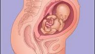 معلومات عن الحمل والجنين