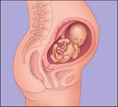 معلومات عن الحمل والجنين