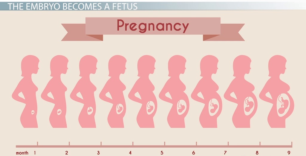 مراحل الحمل بالتفصيل
