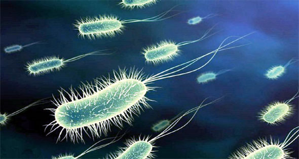 فوائد الميكروبات