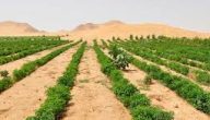 انواع الزراعة في الوطن العربي