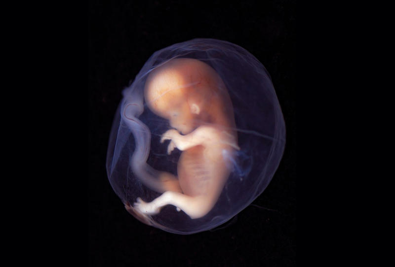مراحل نمو الجنين في القران