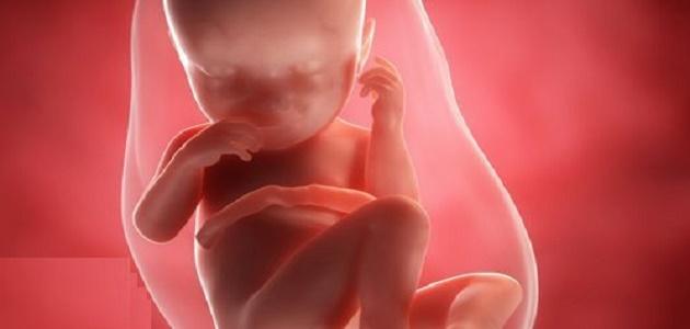 اين يتركز الجنين بداية الحمل