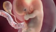 مراحل نمو الجنين في الشهر الاول