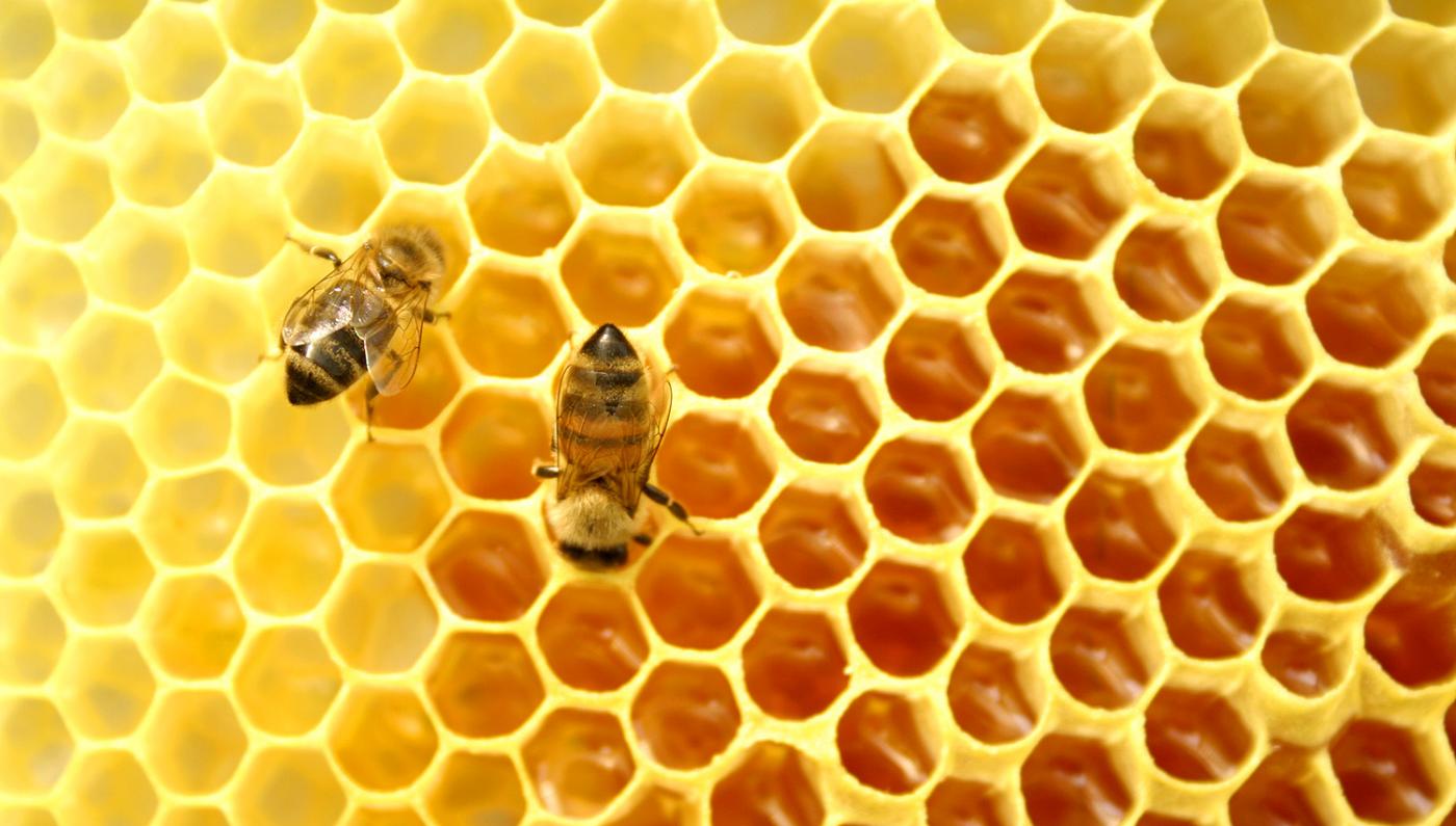 معلومات عن خلية النحل