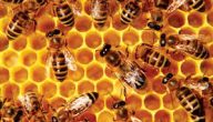 تأثير سم النحل على الإنسان