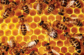 تأثير سم النحل على الإنسان