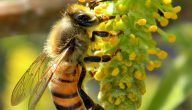 معلومات عن النحل للاطفال