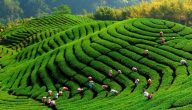 زراعة الشاي