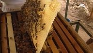 كمية العسل في البرواز الواحد