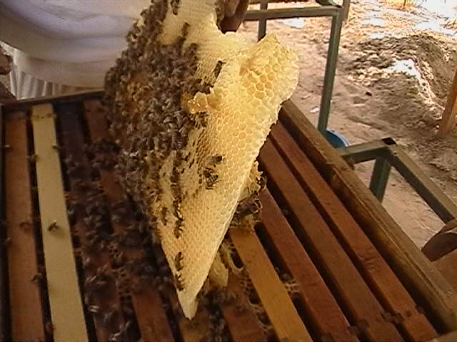 كمية العسل في البرواز الواحد