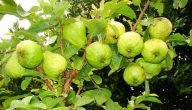 أنواع أشجار الجوافة