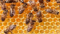 كم مرة ينتج النحل العسل في السنة