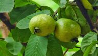 هل الجوافة من الموالح