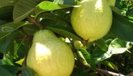 بذور الجوافة والامساك