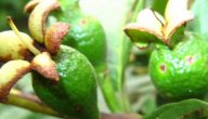 زراعة الجوافة في السودان