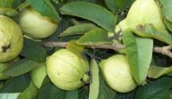 مواعيد زراعة الجوافة فى مصر