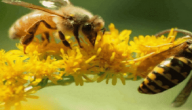موضوع تعبير عن النحل للصف الرابع