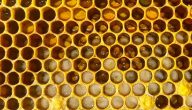 كيف يجمع النحل العسل