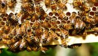 مراحل إنتاج العسل بالصور