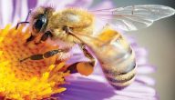 فوائد سم النحل للبشرة