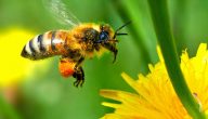 فوائد لسعة النحل للحمل
