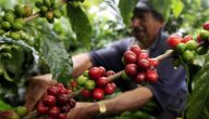زراعة القهوة المختصة