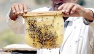 كيفية تربية النحل وانتاج العسل