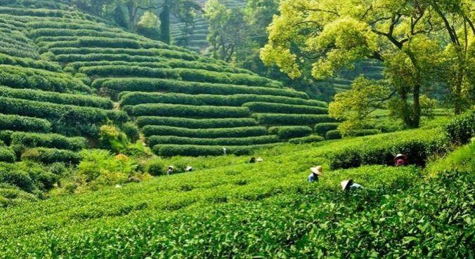 ماهي أولى دول العالم في إنتاج الشاي