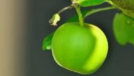 فوائد التفاح الأخضر للتخسيس