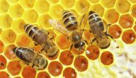 كيفية إنتاج العسل بكثرة