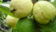 زراعة الجوافة بالعقل