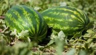 زراعة البطيخ بالتنقيط