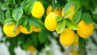 نسبة فيتامين سي في الليمون