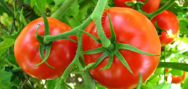 مراحل نمو نبات الطماطم بالصور