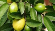 زراعة بذور الجوافة