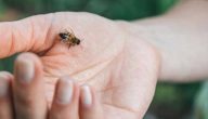 علاج تورم لسعة النحل