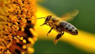معلومات عن النحل