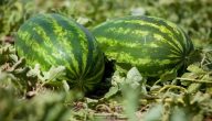 زراعة البطيخ في السعودية