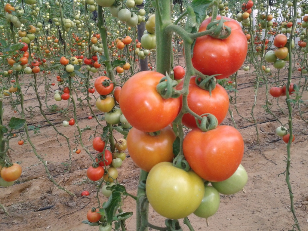 أسرار زراعة الطماطم