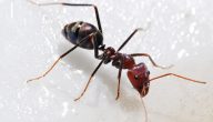 صفات النمل