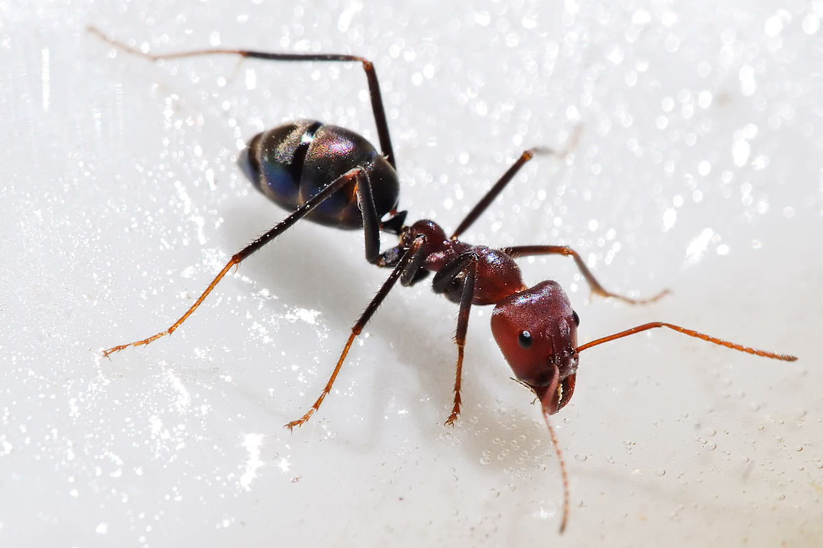 صفات النمل