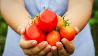 فوائد الطماطم للبشرة والشعر