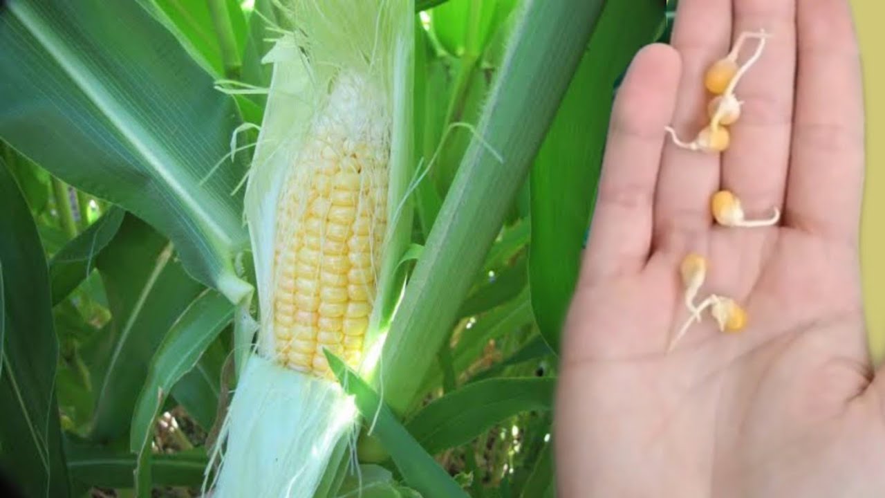 كيفية زراعة الذرة الفشار