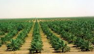 مشاكل الزراعة في السعودية