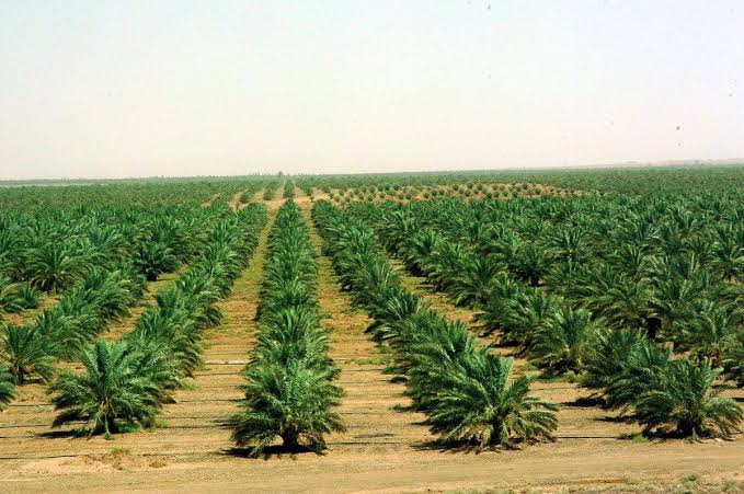 مشاكل الزراعة في السعودية
