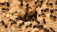 فوائد النمل للتربة
