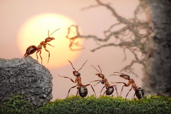 فوائد النمل